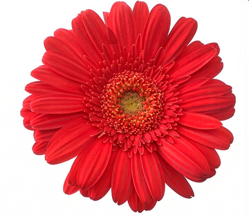 Gerbera Vermelha