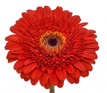 Gerbera Vermelha