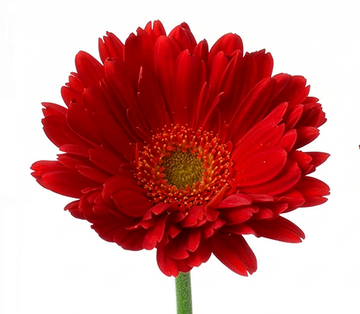 Gerbera Vermelha