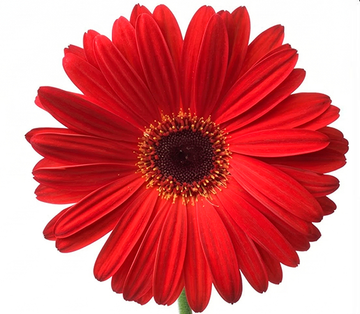 Gerbera Vermelha