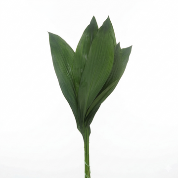 Aspidistra elatior