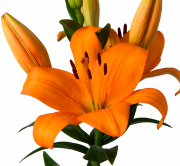 Lilium