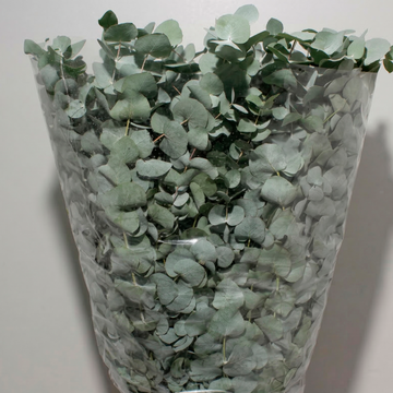 Eucalipto Cinera Espanha