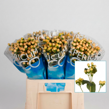 Hypericum Coco Salmão