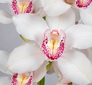 Cymbidium