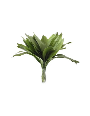 Aspidistra elatior